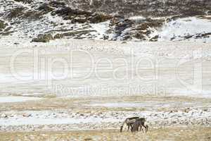 Two reindeers in Iceland