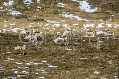 Herd of reindeer in Iceland