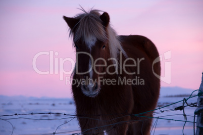 Ponies im Haukadalur-Tal, Island