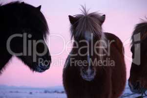 Ponies im Haukadalur-Tal, Island