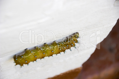 Saturnia pyri catterpillar