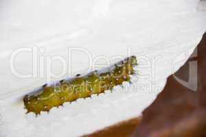Saturnia pyri catterpillar