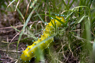 Saturnia pyri catterpillar