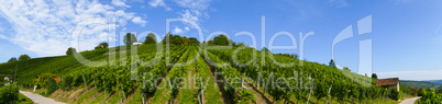 Panoramabild eines Weinbergs