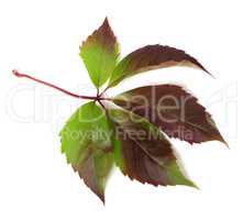 Autumnal multicolor grapes leaf (Parthenocissus quinquefolia fol