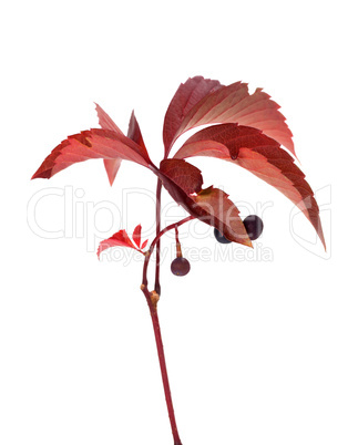Twig of autumn grapes leaves with berry