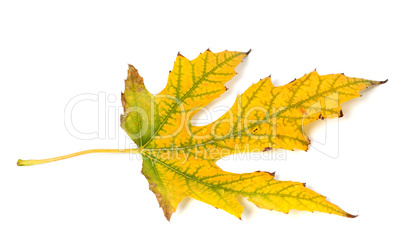 Autumn leaf on white background