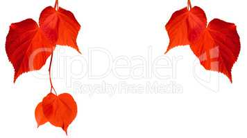 Red tilia leaves isolated on white background