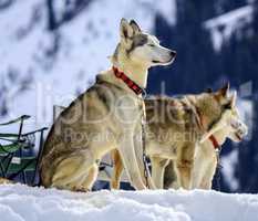 Siberian husky dogs portrait
