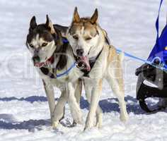 Husky sled dog team at work