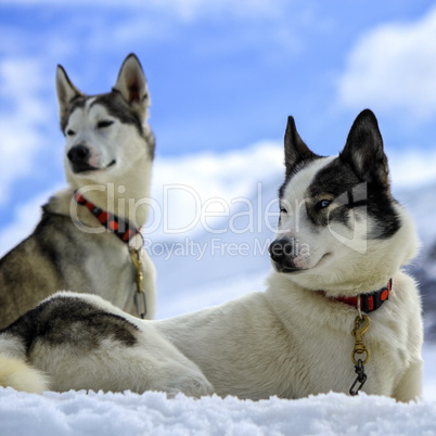 Siberian husky dogs portrait