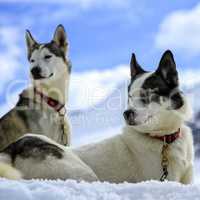 Siberian husky dogs portrait