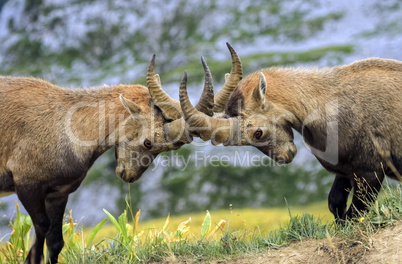 Young male wild alpine, capra ibex, or steinbock