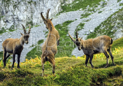 Young male wild alpine, capra ibex, or steinbock