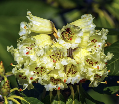 Rhododendron macabeanum flowers