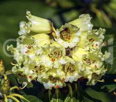 Rhododendron macabeanum flowers