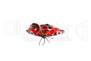 The beautiful butterfly on a white background