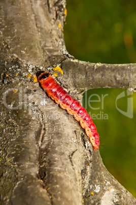 The big, bright beautiful caterpillar creeps on an apple-tree trunk