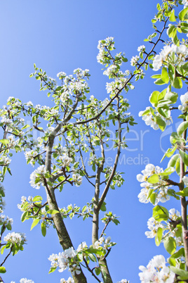 Apple-tree in colour