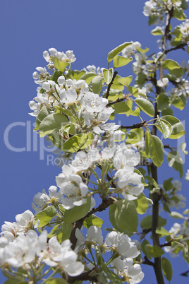 Apple-tree in colour