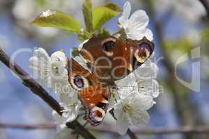 the butterfly , apple-tree flower