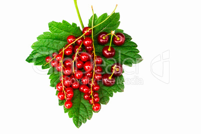 Currant and cherry