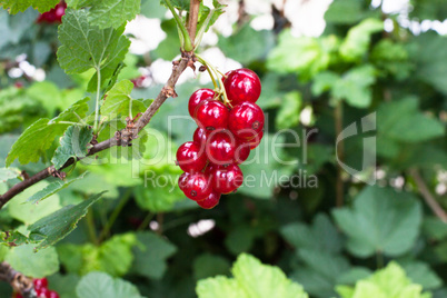 Ripe red currant on a bush among foliage
