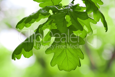 oak leaves