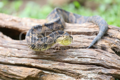 Jumping Pit Viper (atropoides Mexicanus)