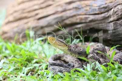 Ferdelance Pit Viper in the Rain Forest