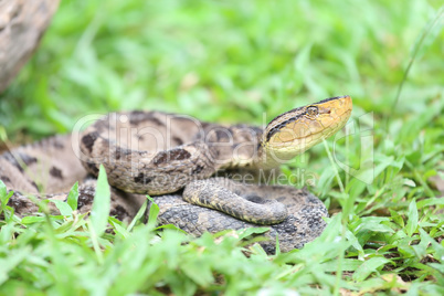 Ferdelance Pit Viper in the Rain Forest