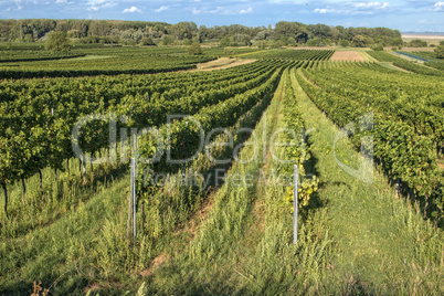 Beautiful rows of grapes