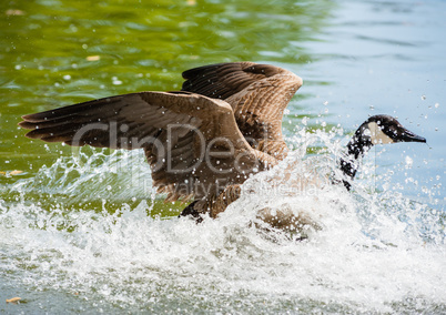 Canada Goose landing on pond in big splash
