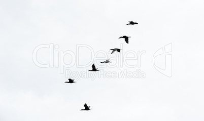 Seven cormorants in formation on white sky
