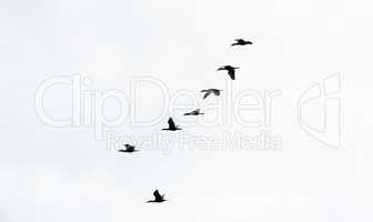 Seven cormorants in formation on white sky