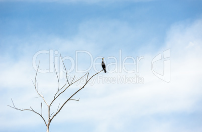 Single cormorant on dry tree looking up