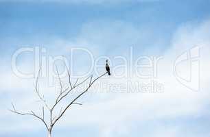 Single cormorant on dry tree looking up