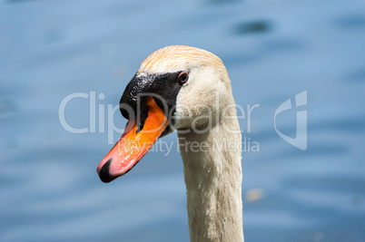 Close-up of wet mute swan head on blurred background