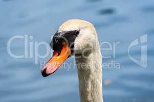 Close-up of wet mute swan head on blurred background