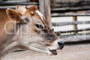 Close-up of jersey cow head with mouth open