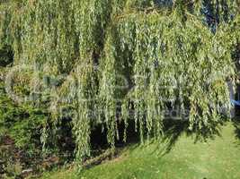 Weeping Willow tree