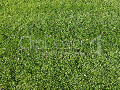 Green grass meadow background