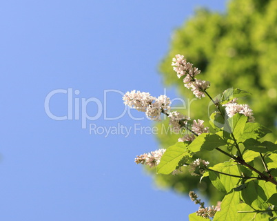 lilac at spring