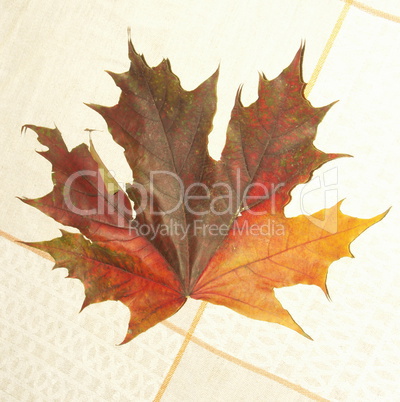 maple leaf on tablecloth