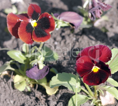 Red Viola at Spring