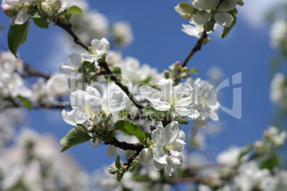 Apple Flower at Spring