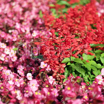 red little flowers