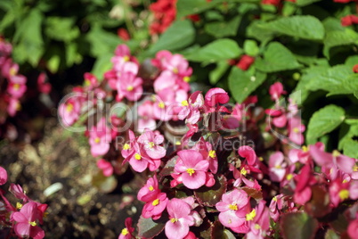 red little flowers