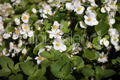 white little flowers