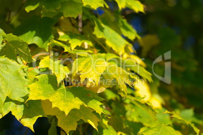 yellow maple leafs on tree